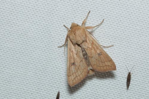 Mythimna vitellina