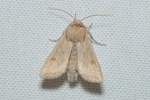 Réf. 173 519 : Mythimna vitellina