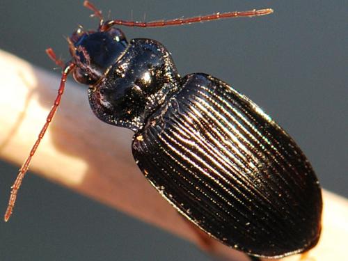 Réf. 173 158 : Nebria sp.