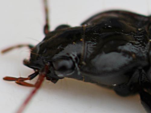 Nebria sp.