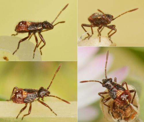 Liorhyssus hyalinus