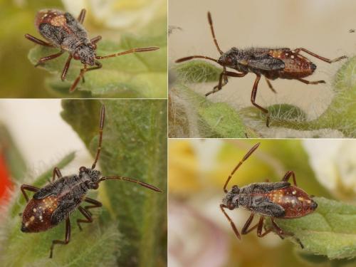 Liorhyssus hyalinus