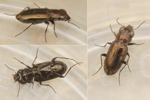 Réf. 173 675 : Notiophilus substriatus