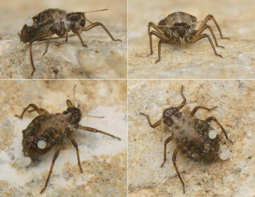 Réf. 173 676 : Aphidiinae inconnu