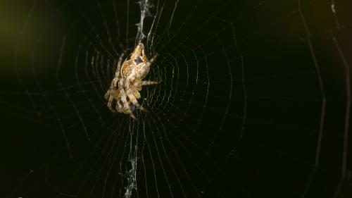 Réf. 173 863 : Cyclosa sp.