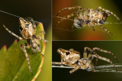 Cyclosa sp.