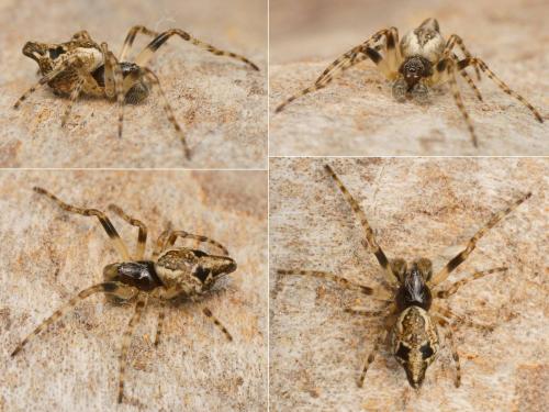 Cyclosa sp.