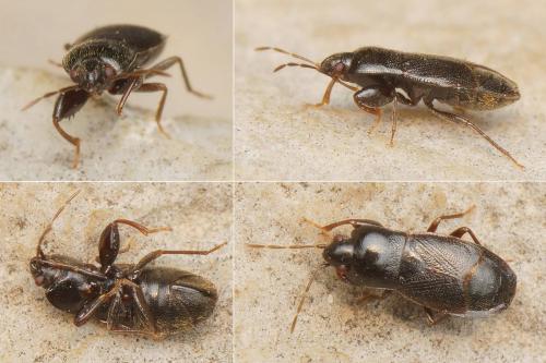 Plinthisus longicollis