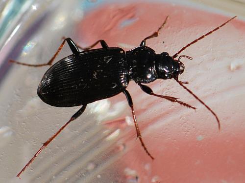 Réf. 173 149 : Nebria sp.