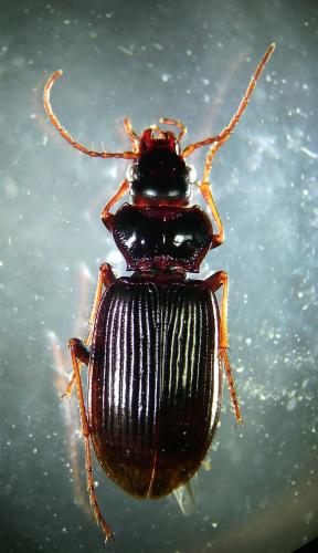 Réf. 173 040 : Nebria brevicollis