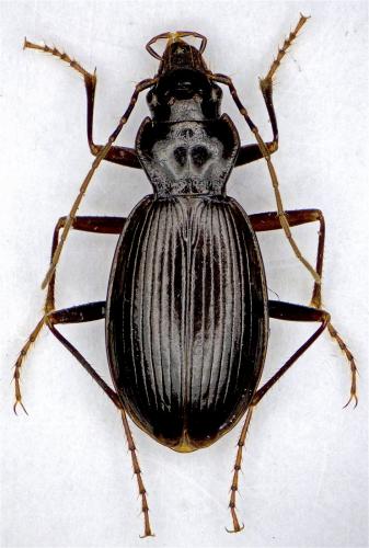 Nebria lafresnayi lafresnayi
