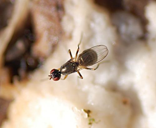 Nemopoda nitidula