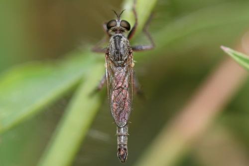 Réf. 173 253 : Neoepitriptus setosulus
