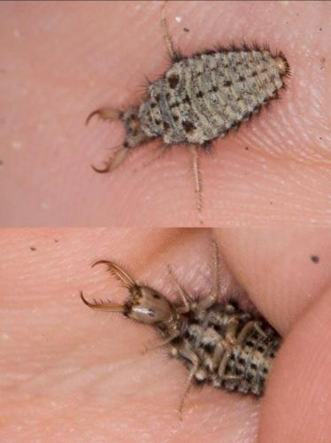 Réf. 173 311 : Myrmeleon inconspicuus