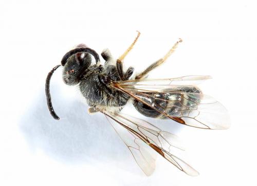 Lasioglossum pallens