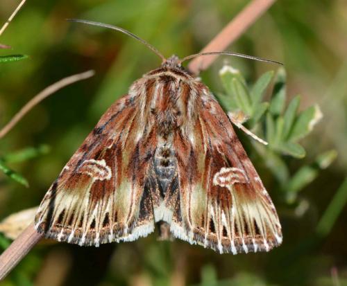 Réf. 173 824 : Actinotia radiosa