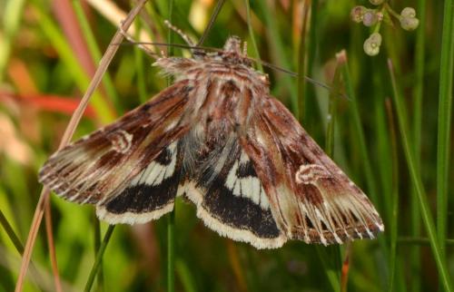 Actinotia radiosa