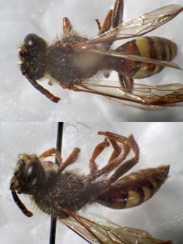 Nomada ruficornis