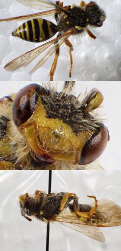Nomada sp.