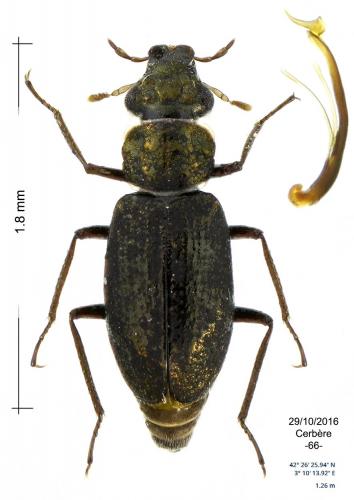 Réf. 173 917 : Ochthebius quadricollis