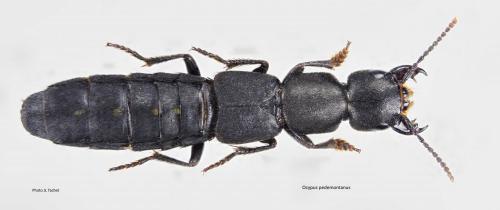 Réf. 173 617 : Ocypus aethiops