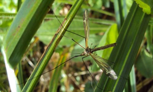 Réf. 173 379 : Tipula vittata