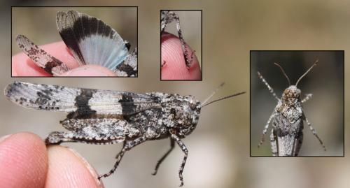 Oedipoda caerulescens caerulescens