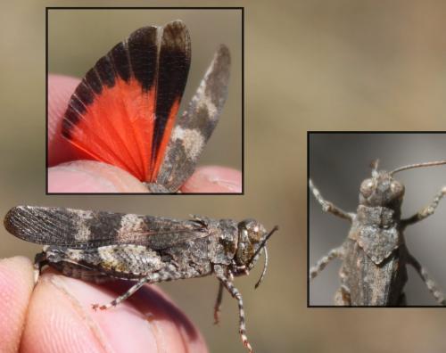 Réf. 173 961 : Oedipoda germanica germanica