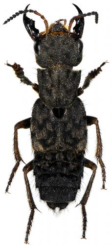Réf. 173 511 : Ontholestes tessellatus