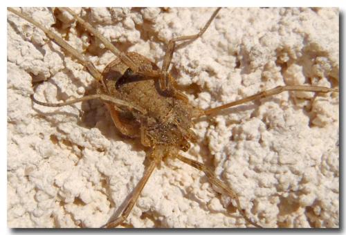 Odiellus spinosus
