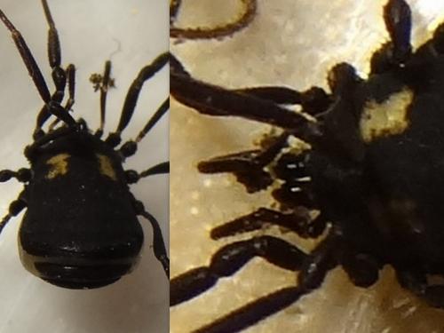 Nemastoma bimaculatum