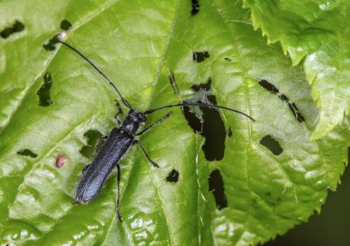 Stenostola dubia