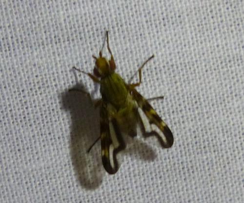 Otites lamed