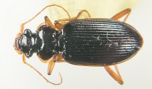 Leistus rufomarginatus