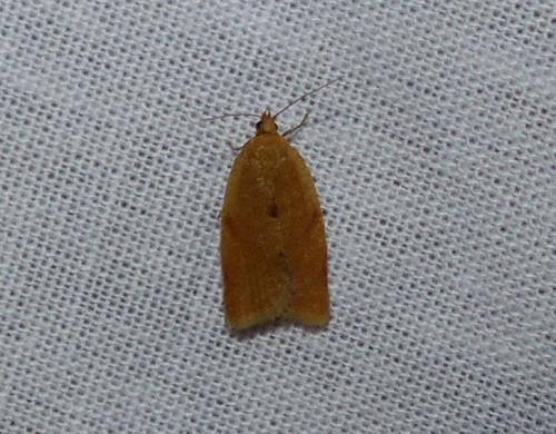 Clepsis consimilana