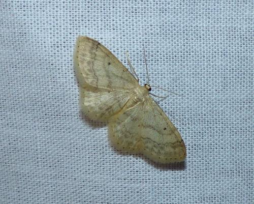 Réf. 173 180 : Idaea biselata