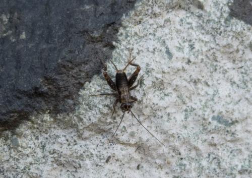 Réf. 173 698 : Nemobius sylvestris sylvestris