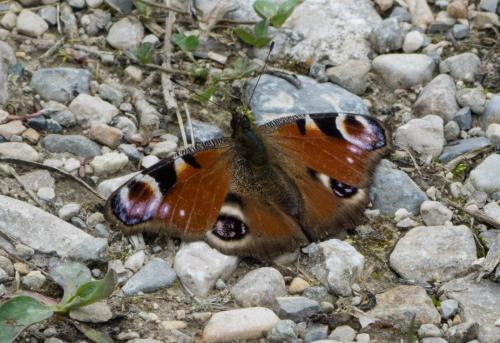 Réf. 173 710 : Aglais io