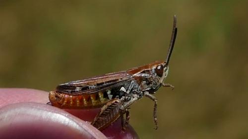 Stenobothrus stigmaticus