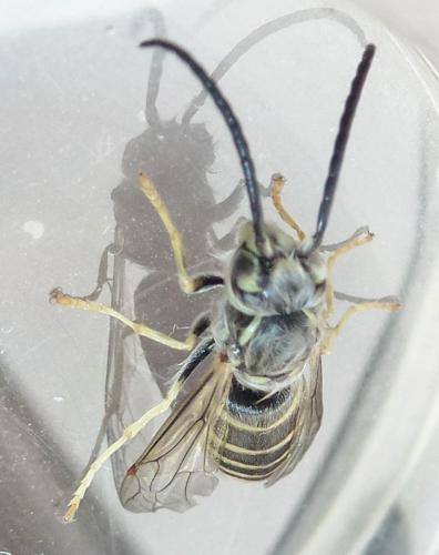 Réf. 173 124 : Vespula vulgaris