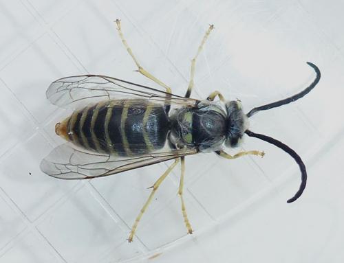 Réf. 173 123 : Vespula vulgaris