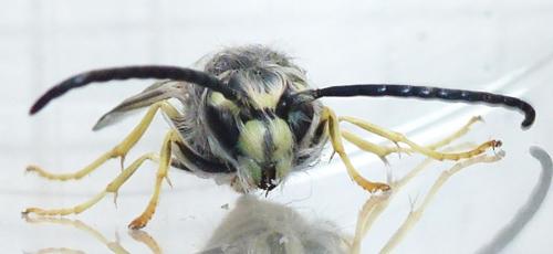 Vespula vulgaris