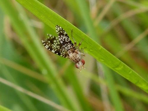Réf. 173 356 : Trypetoptera punctulata