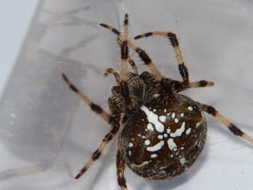Réf. 173 119 : Araneus pallidus