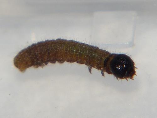Réf. 173 796 : Carcharodus alceae
