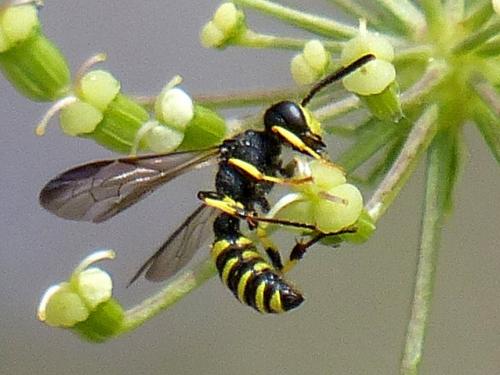 Cerceris quadricincta
