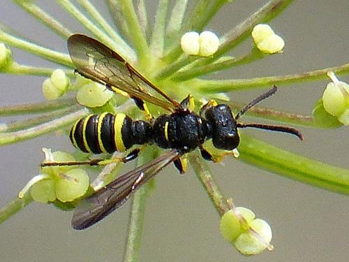 Cerceris quadricincta