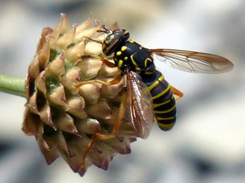 Spilomyia saltuum