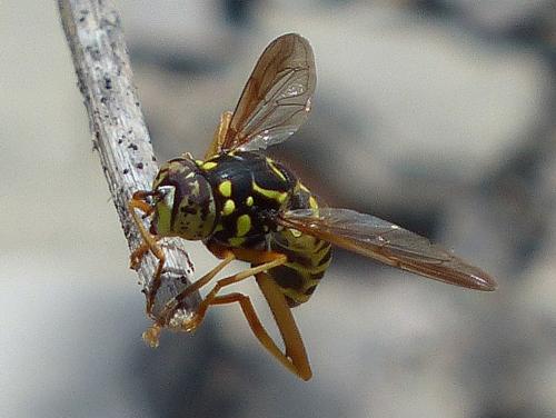 Spilomyia saltuum