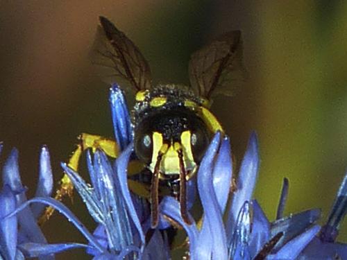 Réf. 173 550 : Cerceris sp.